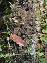 Sylvilagus aquaticus