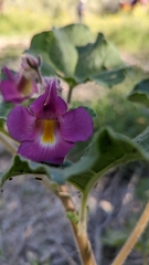 Proboscidea parviflora