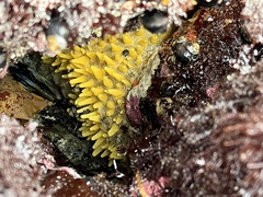 Polymastia pachymastia