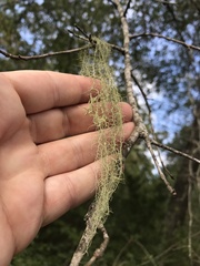 Usnea trichodea