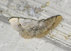 Frederickia flaviterminata