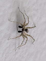 Pardosa pseudoannulata