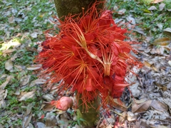 Brownea macrophylla