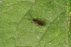 Proctotrupidae
