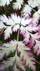 Chaerophyllum hirsutum