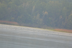 Haliaeetus leucocephalus