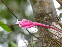 Tillandsia tenuifolia