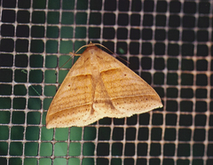 Perasia helvina