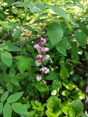 Pyrola asarifolia incarnata