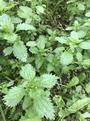 Urtica urens