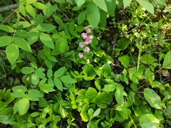 Pyrola asarifolia incarnata