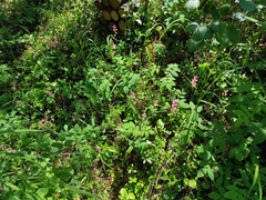 Pyrola asarifolia incarnata