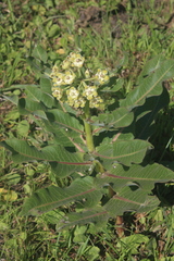 Xysmalobium undulatum