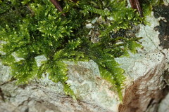 Ctenidium molluscum