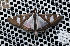 Glyphodes actorionalis