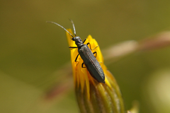 Oedemera