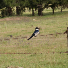 Hirundo albigularis