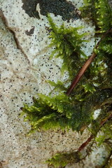 Ctenidium molluscum
