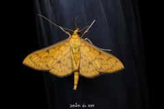 Endocrossis caldusalis