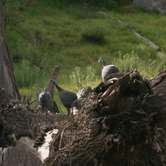 Numida meleagris coronatus