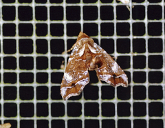 Cecharismena melicerta