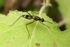 Hybobata fuelleborni
