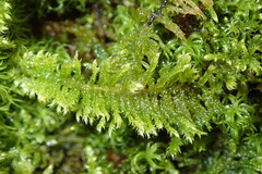 Ctenidium molluscum