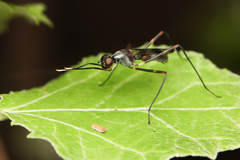 Hybobata fuelleborni