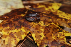 Hemidactylium scutatum