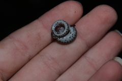 Hemidactylium scutatum