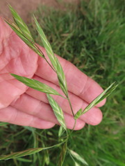 Bromus catharticus