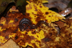 Hemidactylium scutatum