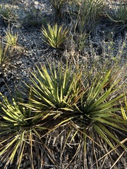 Yucca reverchonii