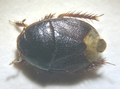 Microporus nigrita
