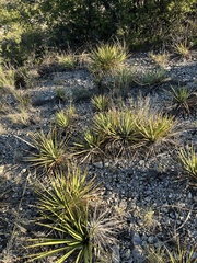 Yucca reverchonii