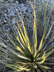 Yucca reverchonii
