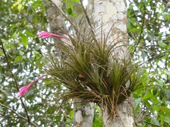 Tillandsia tenuifolia