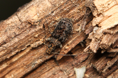 Holophloeus