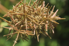 Cyperus latifolius