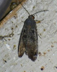 Magusa divaricata