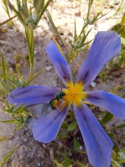 Calydorea xiphioides