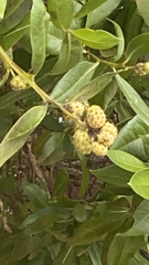 Conocarpus erectus