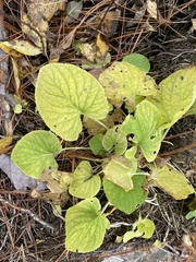 Viola macloskeyi