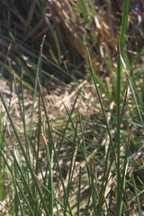 Eleocharis limosa