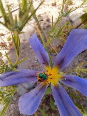 Calydorea xiphioides