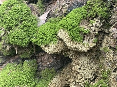 Dicranum montanum