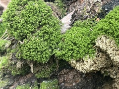 Dicranum montanum