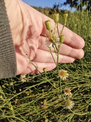 Chloracantha spinosa