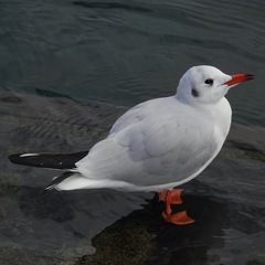 Chroicocephalus ridibundus