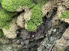 Dicranum montanum